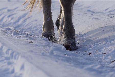 冬天的雅库特人马在雪雪中 是雅库特人马的品种牧场便便旅行冻结蓝色卡片哺乳动物马术力量动物图片