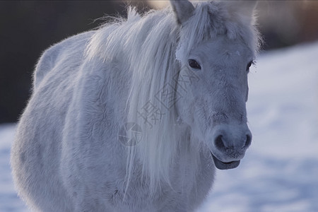 冬天的雅库特人马在雪雪中 是雅库特人马的品种动物力量领导者景观寒极旅行牧场蓝色小跑马术图片