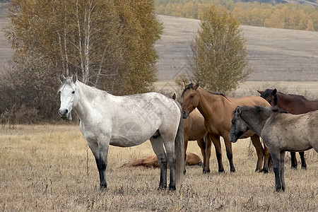秋天的马群在牧草上 放牧马群晴天跑步自由步伐栅栏步态哺乳动物荒野食物马术背景