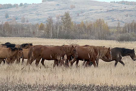秋天的马群在牧草上 放牧马群场景慢跑干草牧场团体马术荒野动物步伐场地图片