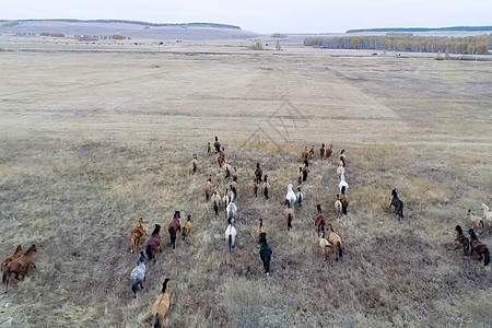 秋天的马群在牧草上 放牧马群哺乳动物场地花斑荒野马具稻草团体步伐牧场农场图片