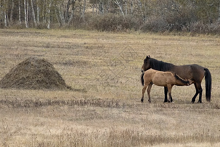 秋天的马群在牧草上 放牧马群荒野活力场地步态晴天马具牧场鬃毛自由哺乳动物图片