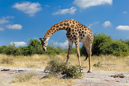 南非长颈鹿Chobe 博茨瓦纳热带幼兽国家衬套脖子天空成人食草公园荒野图片
