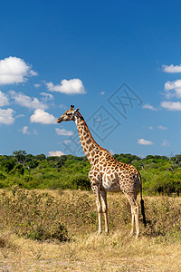 南非长颈鹿Chobe 博茨瓦纳哺乳动物国家公园衬套成人荒野脖子动物食草大草原图片