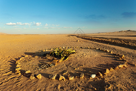 沙漠植物 纳米比亚树叶植被化石风景灌木荒野纳米布植物学公园航向图片