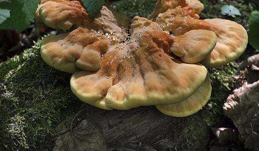 蘑菇生长在树上苔藓树木伞菌树桩树干图片