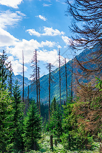 垂直地貌     森林 有干枯的细叶树和山峰图片