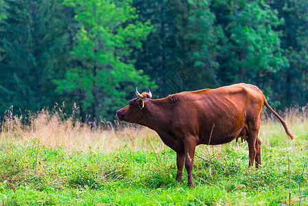 森林附近绿草地上的棕牛图片