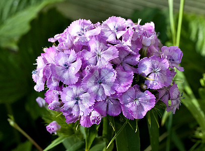 盛开的土耳其花瓣 露水滴植物丁香绿色宏观紫色明信片粉色叶子图片