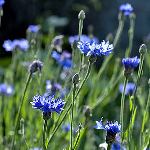 蓝花朵花开花植物学青色自然叶子植物群蓝色植物荒野花瓣绿色图片