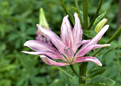 粉红百合带雨滴投标宏观水滴紫色花园叶子植物脆弱性植物群花瓣图片