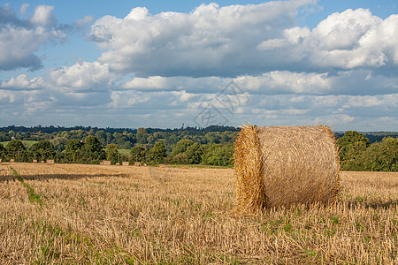 收割后在田里吃草晴天场地稻草干草农业天空收成树木灰色蓝色图片