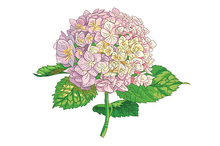 矢量高度详细的现实例证的绣球花孤立在白色 适合婚礼花艺设计贺卡绘画衬套卡片问候植物学邀请函花园艺术品紫丁香海报图片