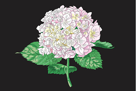 矢量高度详细的现实例证的绣球花孤立在黑色 适合婚礼花艺设计贺卡邀请函生日艺术品植物学海报植物群花束叶子紫丁香衬套图片