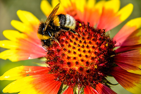 黄黄色和橙色花朵上的蜜蜂 蓝斑鸟黑眼苏珊的头部天线养蜂业动物花粉季节植物群宏观翅膀植物学橙子图片