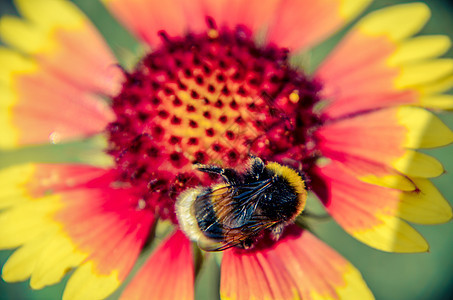 黄黄色和橙色花朵上的蜜蜂 蓝斑鸟黑眼苏珊的头部昆虫季节植物橙子条纹花蜜花园天线花粉植物学图片