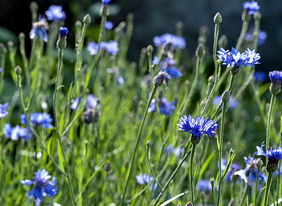 蓝花朵花开花青色叶子靛青花瓣植物学植物群花园季节绿色草本植物图片