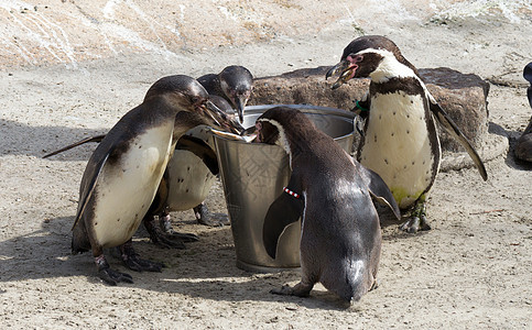 Pinguin正在进食企鹅游泳异国微笑荒野享受斗争岩石野生动物海洋图片