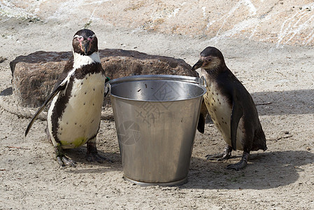 Pinguin正在进食岩石企鹅野生动物荒野游泳微笑斗争燕尾服异国享受图片