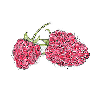 白色背景上隔绝的手画水彩草莓 S图片