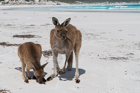 西澳大利亚 西澳大利亚 Le Grand国家公园角海洋旅游旅行动物海岸天空哺乳动物风景生境环境图片