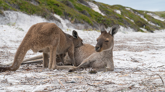 西澳大利亚 西澳大利亚 Le Grand国家公园角旅游大袋鼠假期海滩生物海岸线风景海岸袋鼠环境图片
