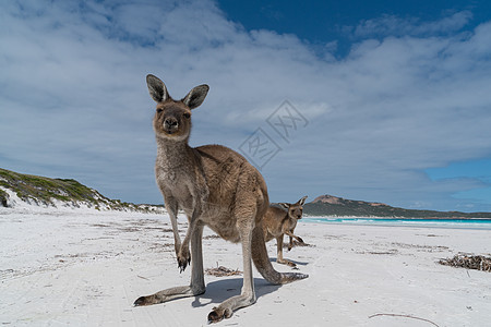 西澳大利亚 西澳大利亚 Le Grand国家公园角旅游动物农村风景海岸线目的地海洋动物群海湾海滩图片