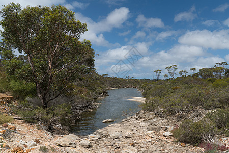 西澳大利亚菲茨杰拉尔德河国家公园植物群天空荒野环境栖息地全景植物风景城市旅行图片