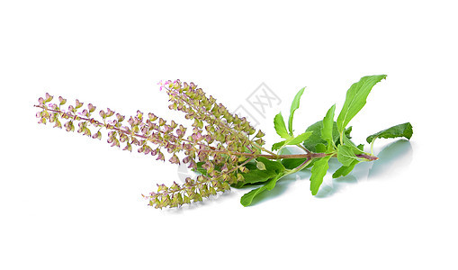 白色背景的巴西兰花草本植物草本紫色绿色植物群种子剪裁植物叶子食物图片
