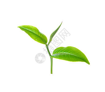 在白色背景中孤立的绿茶叶叶植物群生长农业种植园草本植物叶子季节草本植物绿色图片