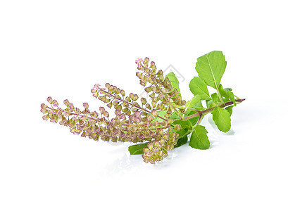 白色背景的巴西兰花植物群医疗绿色愈合温泉草本叶子食物紫色种子图片