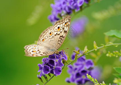 蝴蝶在花朵上昆虫生物野生动物动物学植物图片