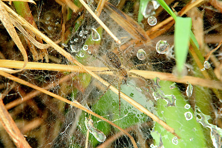 黄蜂蜘蛛丝绸捕食者生活危险野生动物昆虫网络荒野蜘蛛条纹图片