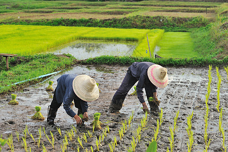 泰国农民在稻田农田上种植作物风景培育热带粮食草地场地命令工人工作农场图片