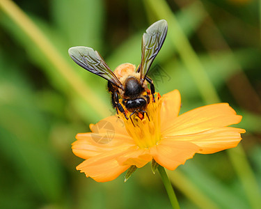 一个忙着喝花蜜的蜜蜂养蜂人花粉探测漏洞翅膀养蜂业眼睛花园昆虫金子图片