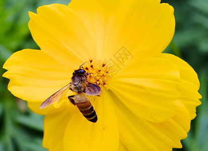一个忙着喝花蜜的蜜蜂漏洞翅膀养蜂业宏观灰尘昆虫养蜂人眼睛花粉探测背景图片