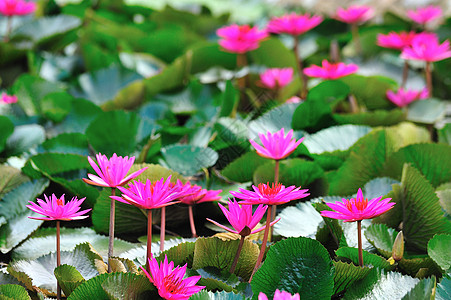 粉色莲花在夏天开花百合环境生活热带花园叶子园艺池塘灵魂文化图片