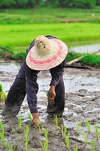 泰国农民在稻田农田上种植作物场地农场培育工人植物粮食国家文化热带工作图片