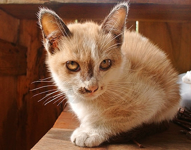 猫咪毛皮宠物相机幼兽动物白色小猫食肉猫科图片