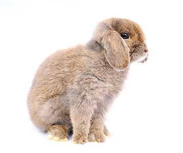 白色背景的露兔动物宝宝家畜水平工作室耳朵成套灰色兔子脊椎动物图片