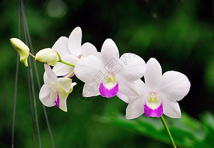 白兰花礼物兰花异国粉色叶子庆典情调植物热带紫色图片