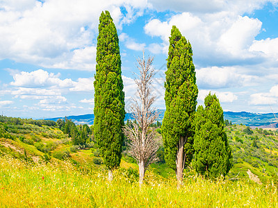 意大利意大利托斯卡纳夏季风景中一群树阳光农家植物场地晴天绿色植物草地全景旅行草原图片