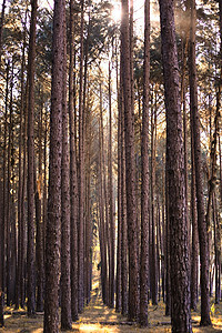 夏季美丽的青绿林松树树干绿色小路树木乡村环境太阳生长植物图片