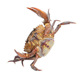 在白背景中孤立的螃蟹红色生活荒野甲壳卡通片动物十二生肖贝类海洋小龙虾图片