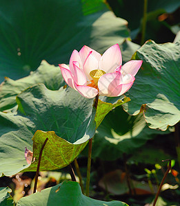 水上的莲花叶子花园荷花花瓣公园娱乐池塘传统墙纸水池图片