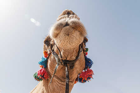 一只骆驼的装饰头顶 紧紧地对着天空的背角旅游宠物旅行荒野棕榈眼睛驼峰哺乳动物男人沙漠图片
