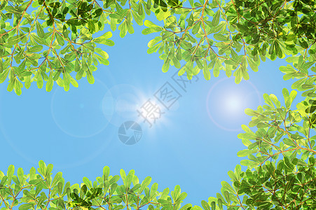 绿叶和太阳阳光射线环境季节公园植物学森林魔法晴天生长图片