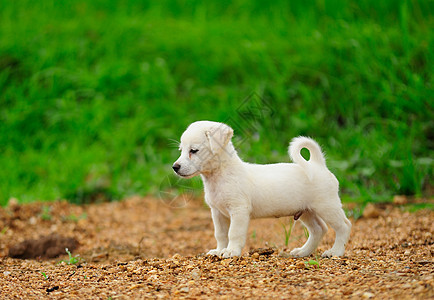 绿草草地的小狗狗朋友头发猎犬白色院子小狗动物宠物爪子婴儿图片