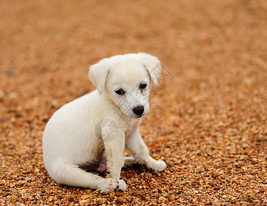 小狗狗猎犬头发白色小狗爪子动物婴儿宠物金发毛皮图片