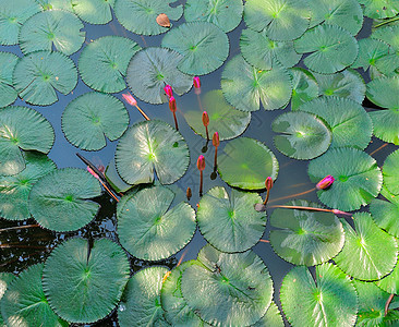 莲莲花或李丽花池塘植物花园公园阳光反射青蛙图片